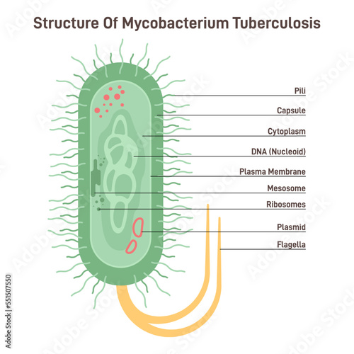 Mycobacterium tuberculosis. Bacteria, causative agent of tuberculosis