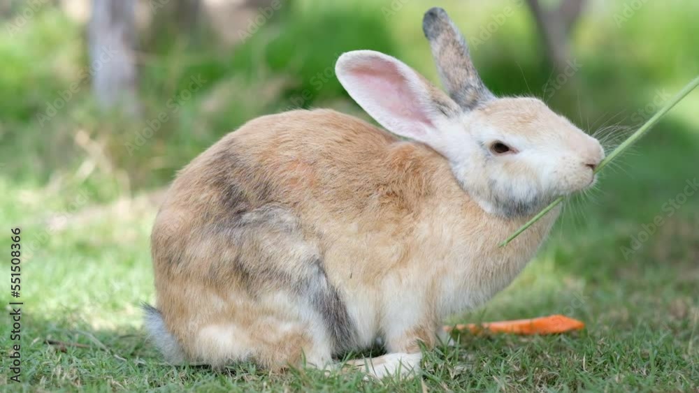 rabbit, bunny pet with blur background, animals
rabbit, bunny pet with blur background, animals