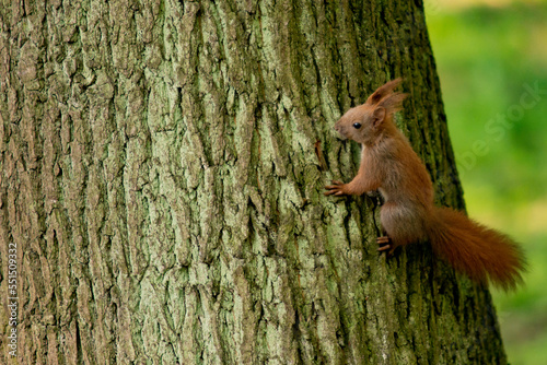 wiewiórka w parku  © Dariusz Grochal 