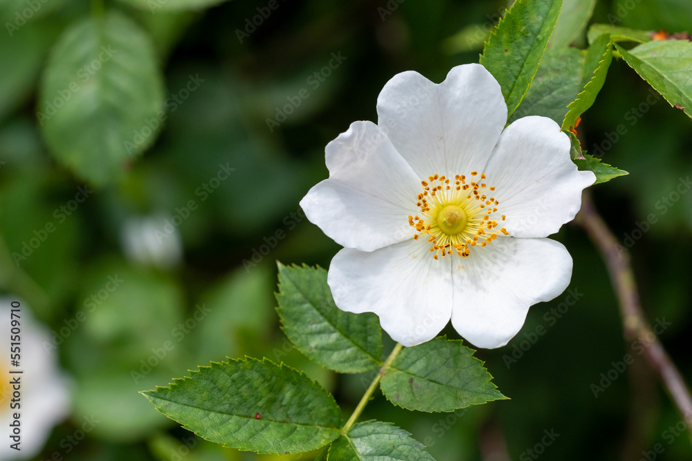 Close-up of a dog rose, Rosa canina, with green leaves Close-up of a dog rose, Rosa canina, with green leaves