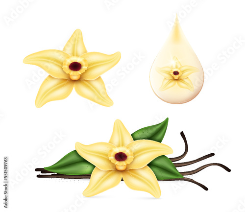 Realistic vanilla flower with dried sticks and green leaves. Food cooking condiment set