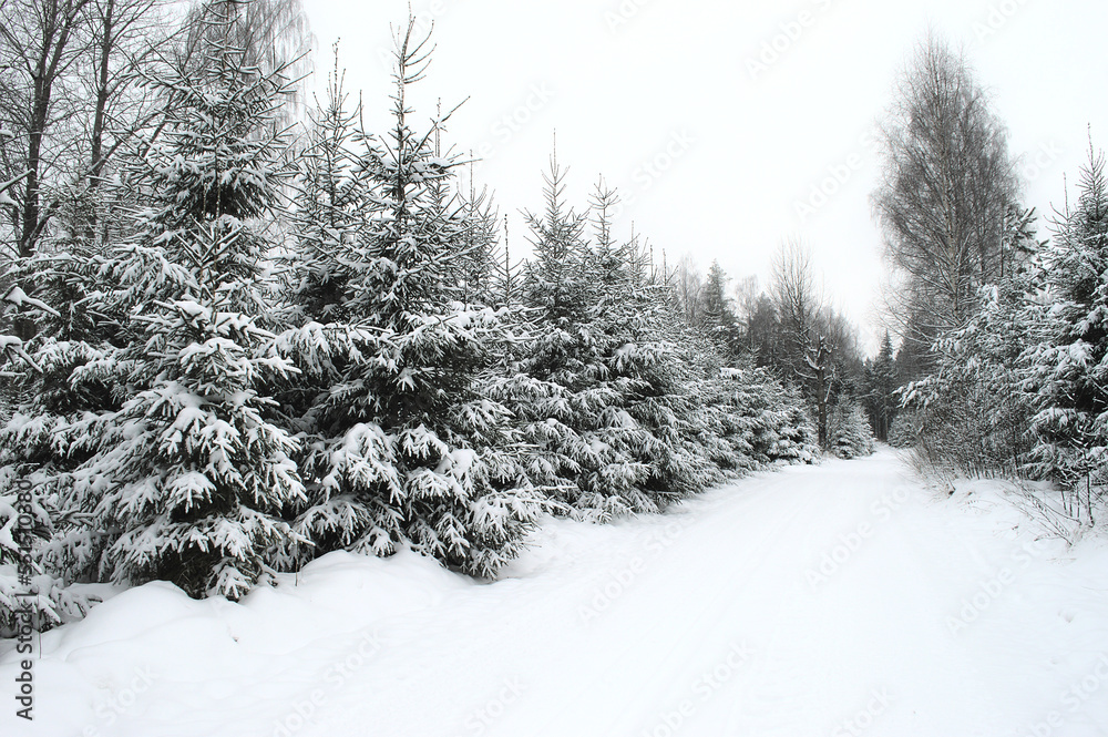Obraz premium snow covered trees in the forest