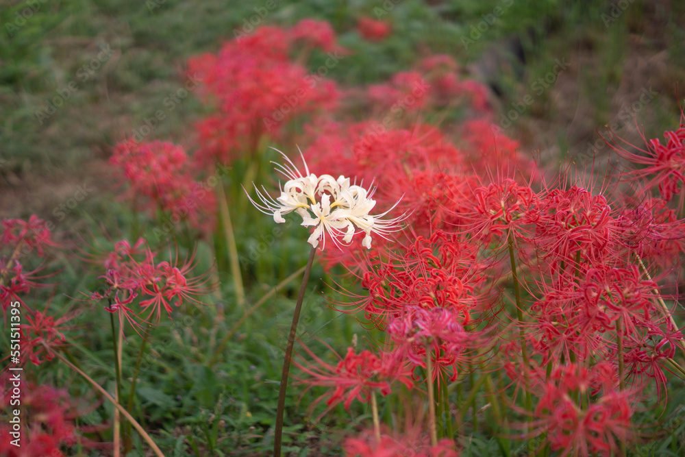Japanese nature, red spider lily and rice field