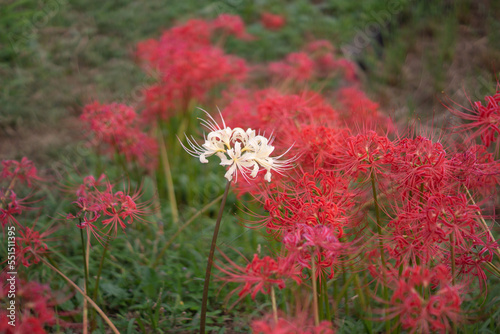 Obraz na płótnie Japanese nature, red spider lily and rice field w salonie