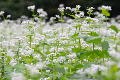 Obraz na płótnie Japanese agriculture, buckwheat flower scenery w salonie