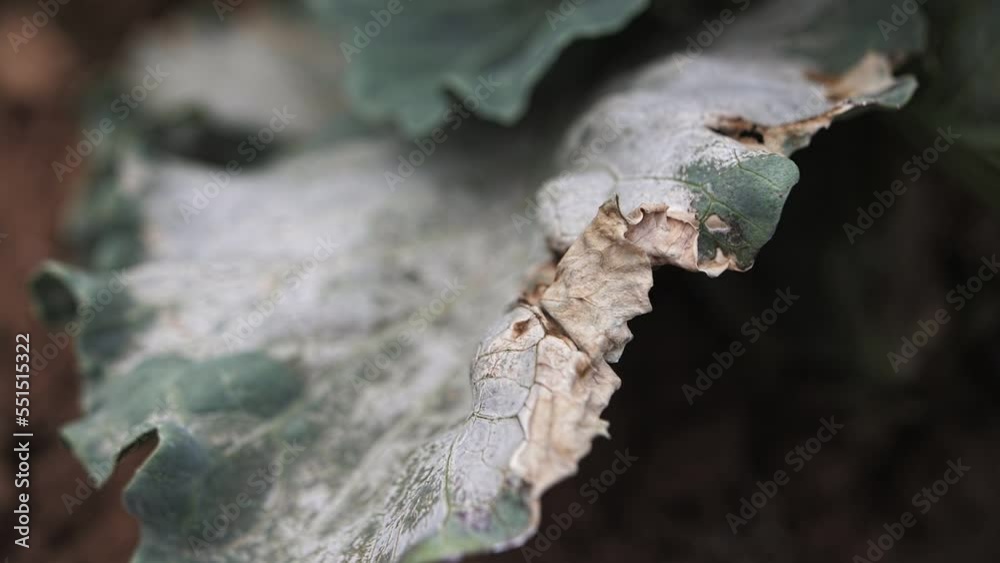 sick cabbage on the bed close-up sick cabbage on the bed close-up