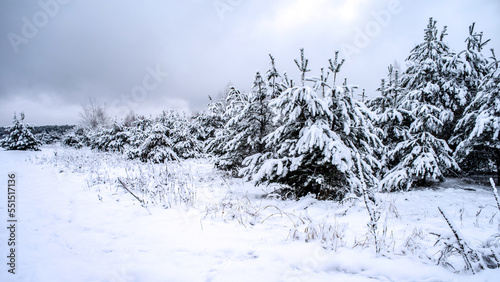 Young pine forest covered with snow..Winter landscape. Selective focus..