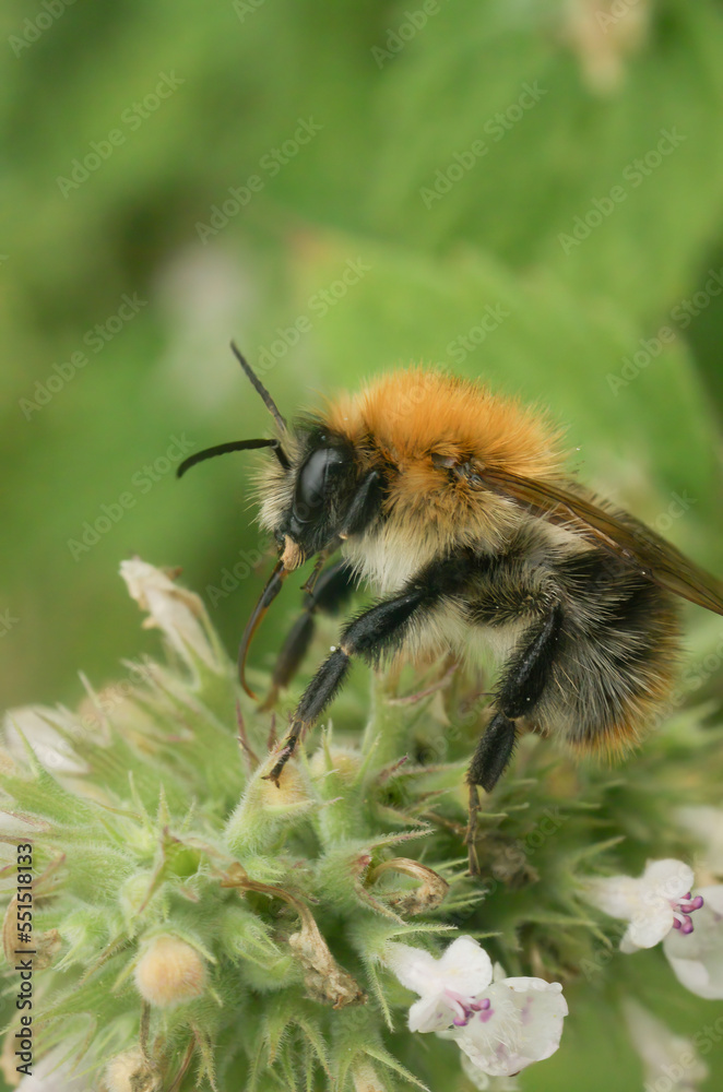 Closeupo n a bvrown banded carder bumblebee, Bombus pascuorum sitting on a white flower Closeupo n a bvrown banded carder bumblebee, Bombus pascuorum sitting on a white flower