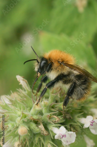 Closeupo n a bvrown banded carder bumblebee, Bombus pascuorum sitting on a white flower