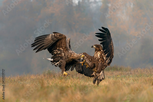 A pair of battling White tailed eagles (Haliaeetus albicilla) appear to be performing karate mid-air. Poland, europe. Fighting eagles. National Bird Poland.  © Albert Beukhof