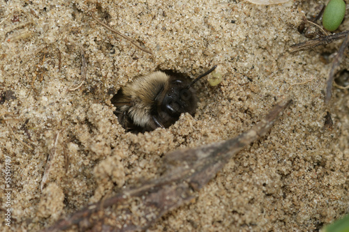 Closeup on a female of the endangered Nycthemeral miner solitary bee , Andrena nycthemera in her underground nest