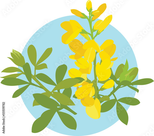 yellow floral vignette illustration on transparent background