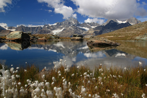A landscape with a smooth surface of the lake Riffelsee, mountains and clouds reflected in it, with a cotton field in the foreground, on a mountain Gornergrat, near Zermatt, in southern Switzerland
