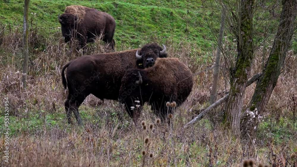 Two alpha male Aurochs Head-butting for dominance of the heard, horns locked together in battle on a grassy field near forest. Two alpha male Aurochs Head-butting for dominance of the heard, horns locked together in battle on a grassy field near forest.