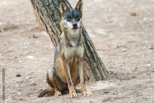Front closeup of a black and brown iberian wolf sitting in the steppe near tree trunk photo