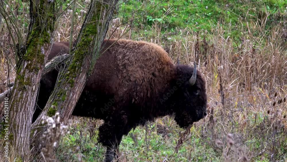 Herd Of Aurochs Grazing On The Field. Large Brown Bison On The Forest Background. Bison Herd Herd Of Aurochs Grazing On The Field. Large Brown Bison On The Forest Background. Bison Herd