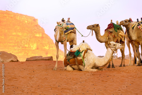 Camels with saddle in Jordan desert © Nataliya