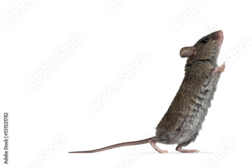 Close up of plain house mouse aka Mus Musculus  standing side ways up against wall. Looking up and away from camera. Isolated on a white background.