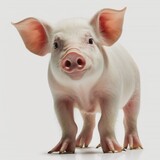 pig on a white background. rendering