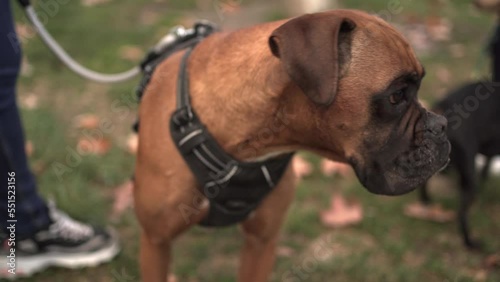 Close-up of a boxer breed dog. Dogs and pets concept