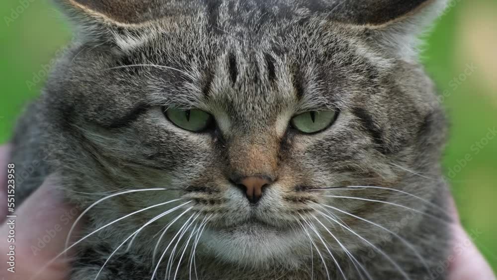 Portrait of big striped cat with green eyes. Muzzle cats close up. Cat growls and meows Portrait of big striped cat with green eyes. Muzzle cats close up. Cat growls and meows