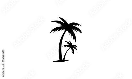 palm tree on a white