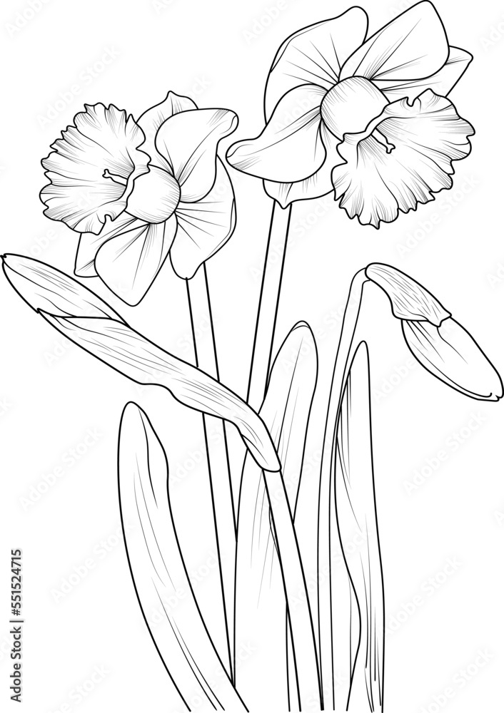 illustration of a flower of a daffodil, vector sketch pencil art ...