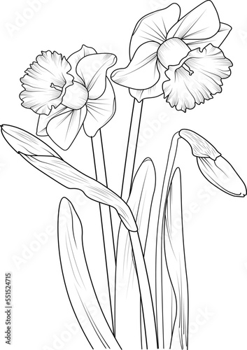 illustration of a flower of a daffodil  vector sketch pencil art  bouquet floral coloring page and book isolated on white background clipart. 