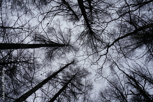 冬の白い空と枯れた木々を見上げる