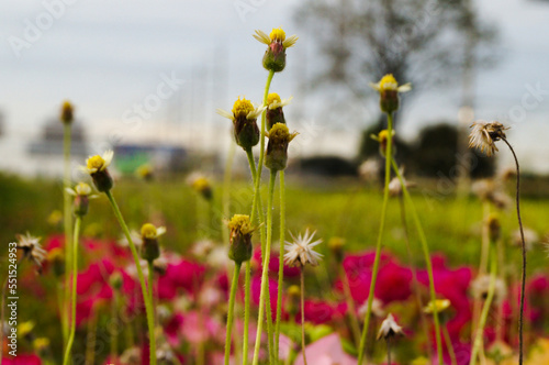 flowers in the field