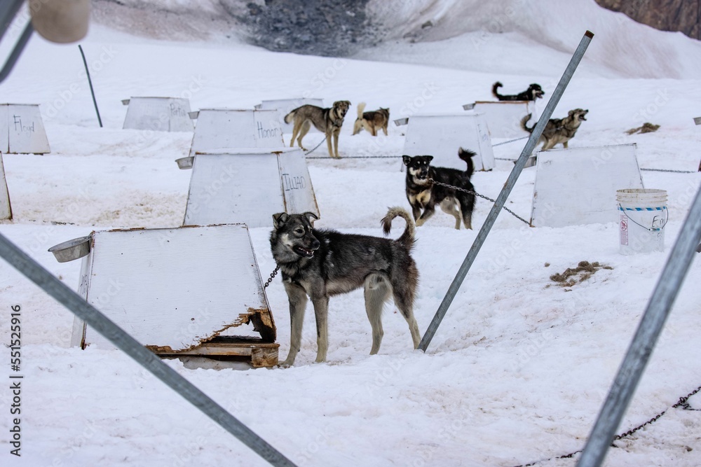Fototapeta premium Group of sled dogs chained to kennels in Juneau, Alaska