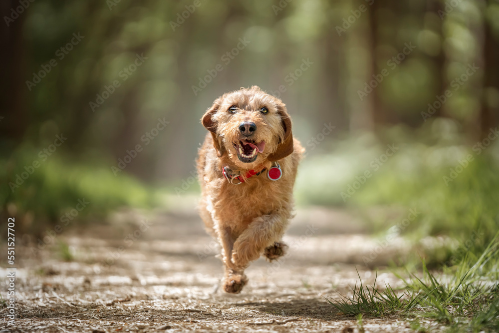Basset Fauve de Bretagne dog running directly at the camera
