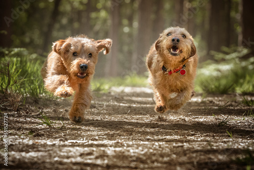 Two Basset Fauve de Bretagne dogs running directly at the camera