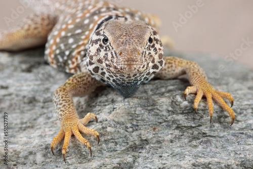 Portrait of a Great Basin Collared Lizard resting on a rock 