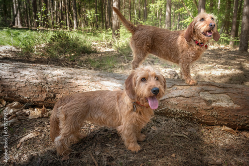 Fényképezés Two Basset Fauve de Bretagne dogs looking slightly away in the forest