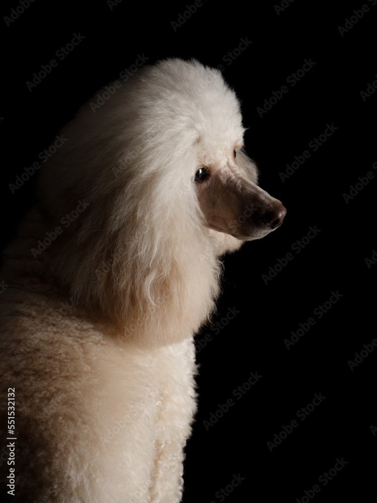 white small poodle on a black background in studio. Dog portrait