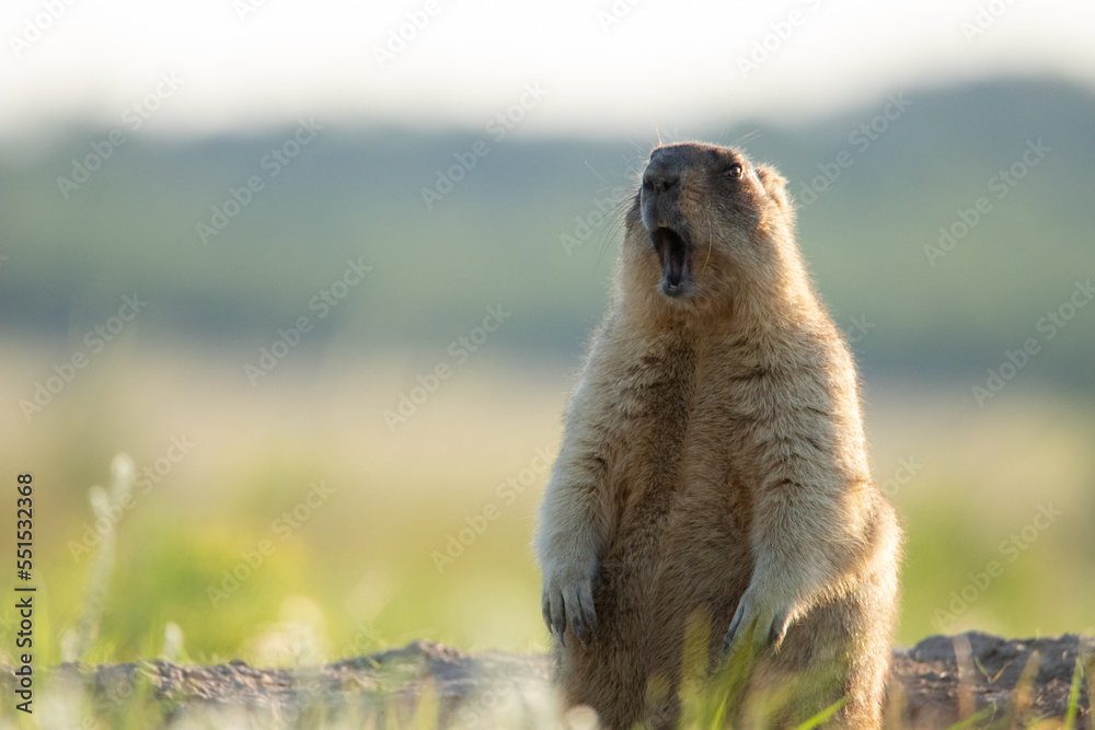 The groundhog screams at dawn Beautiful shot of marmota bobak ...