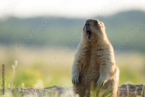 The groundhog screams at dawn Beautiful shot of marmota bobak. Groundhog Day. photo
