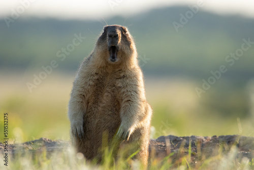 Bild auf Leinwand The groundhog screams at dawn Beautiful shot of marmota bobak