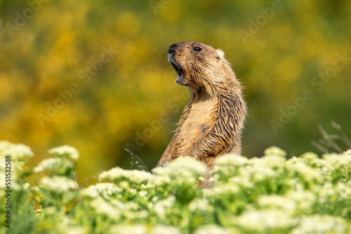 The groundhog screams through the grass. Beautiful shot of marmota bobak. Beautiful morning light. Groundhog Day. photo