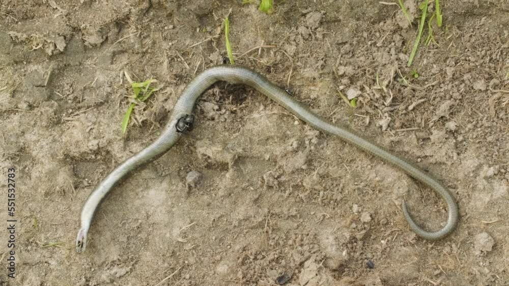Dry dead snake Anguis fragilis on the ground, summer daylight Dry dead snake Anguis fragilis on the ground, summer daylight