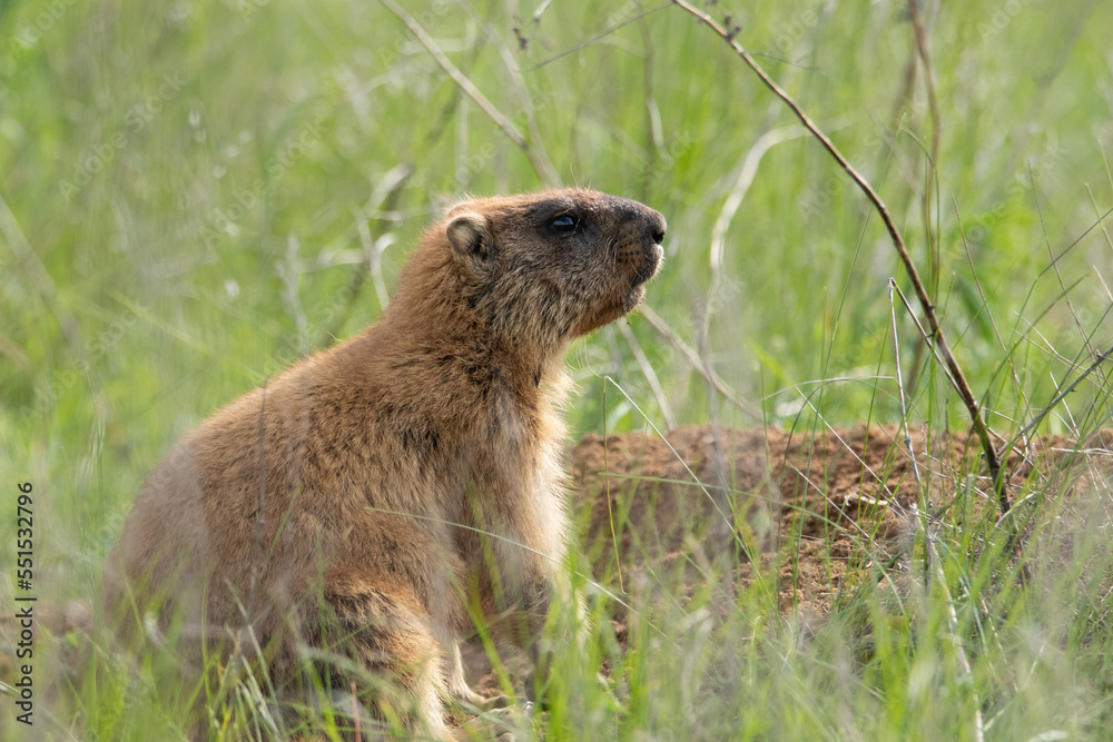 Fototapeta premium The little groundhog through the grass. Beautiful shot of marmota bobak. Beautiful morning light. Groundhog Day.