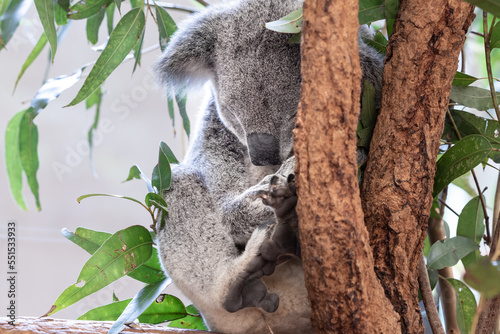 Canvas Print koala sleeping on a tree
