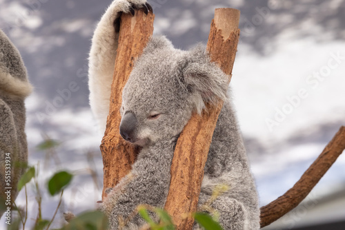 Photography koala in tree