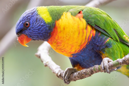 rainbow lorikeet in the tree