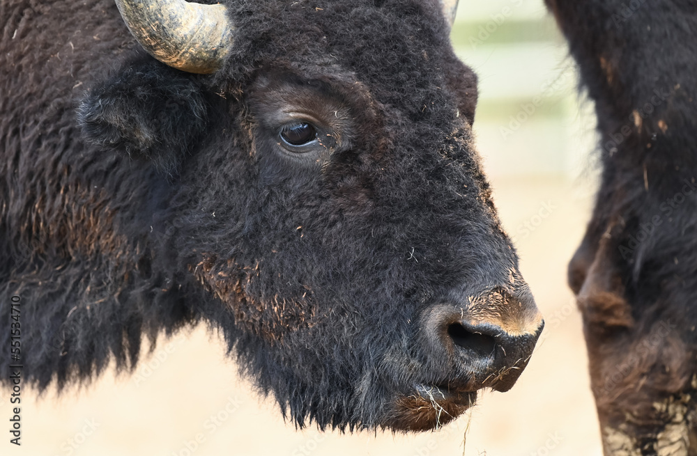face shot of American Bison in national park face shot of American Bison in national park