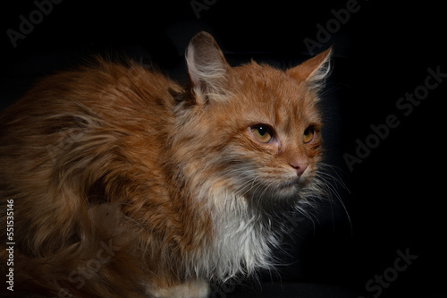 Dramatic portrait of a red cat on black background. Dramatic looking portrait of ginger cat