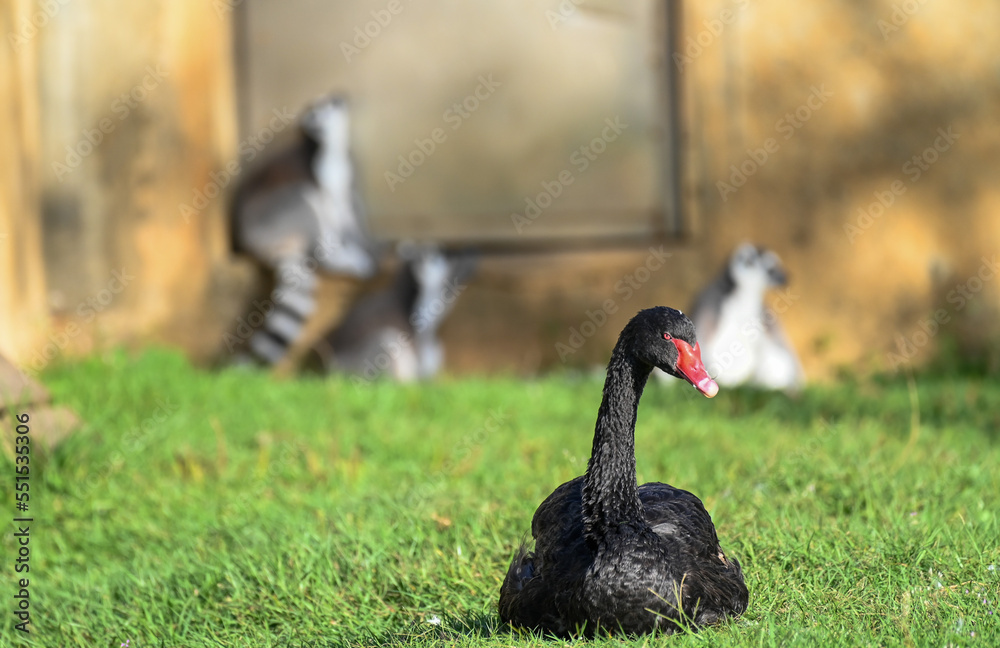 black swan with ring tailed lemur in zoo black swan with ring tailed lemur in zoo