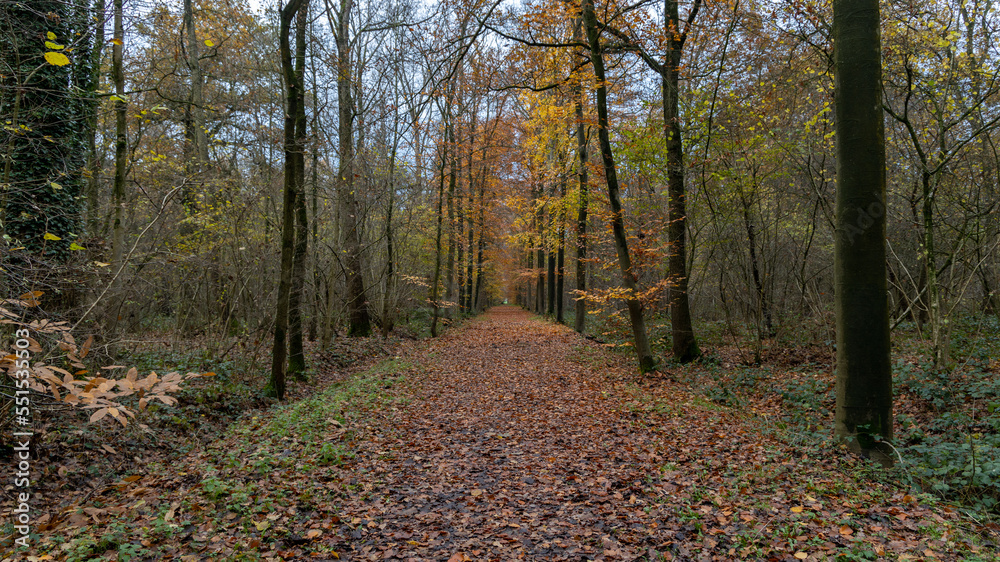 path in autumn forest