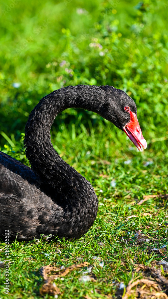 Fototapeta premium black swan in green grass 